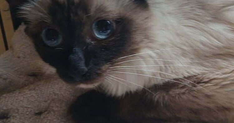 Desert Cat Rescue Cat of the Week