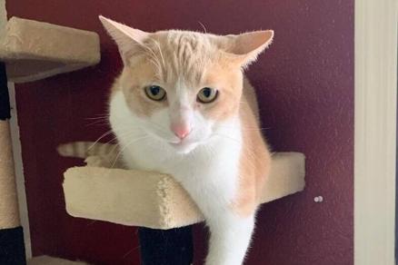 Desert Cat Rescue Cat of the Week - Vimarsana News