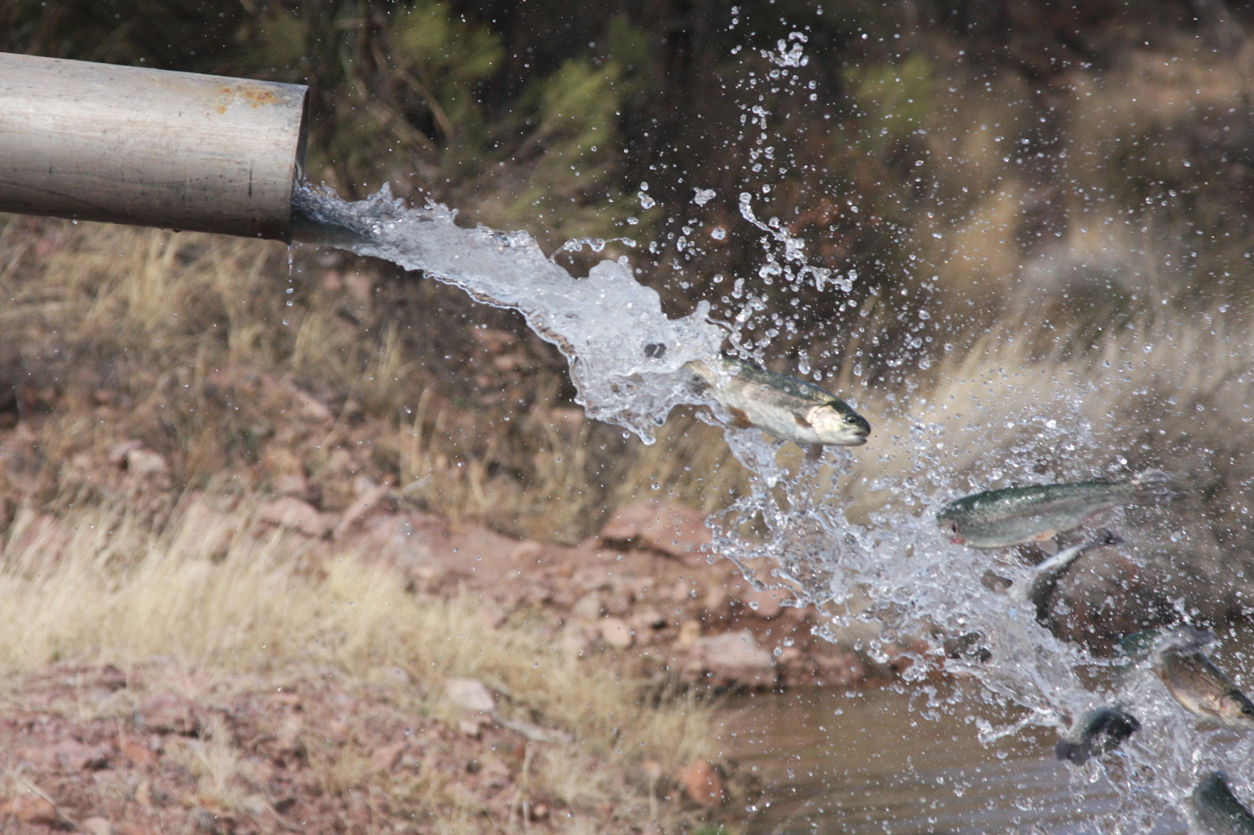 Fishing Report Keeps Anglers Informed | Local Sports News | Eacourier.com