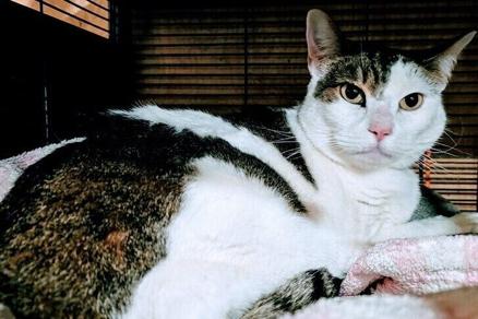 Desert Cat Rescue Cat of the Week - Vimarsana News