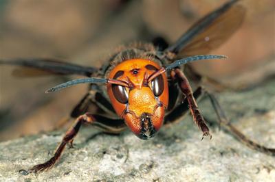 Bee Afraid Murder Hornets Are Here Local News Stories Eacourier Com