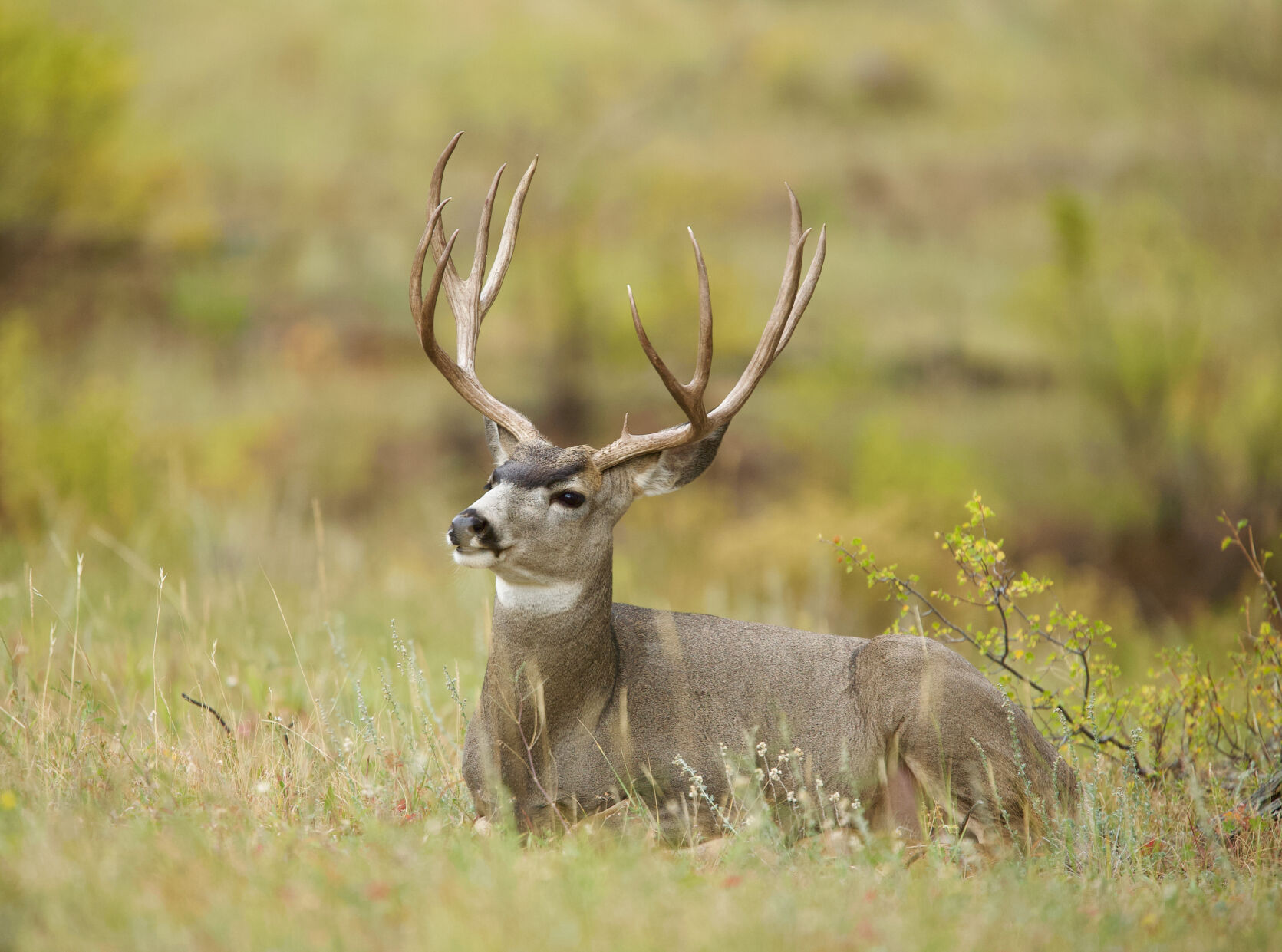 Hunters Asked To Help With Chronic Wasting Disease Surveillance | State ...