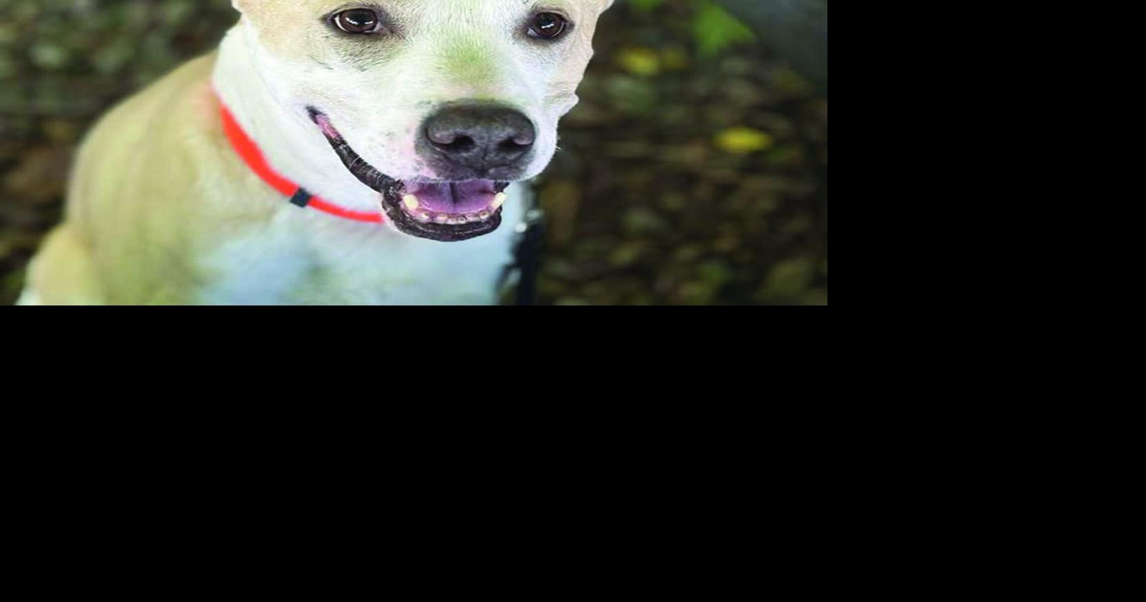 CNYSPCA Pet of the Week: Timmy needs a home