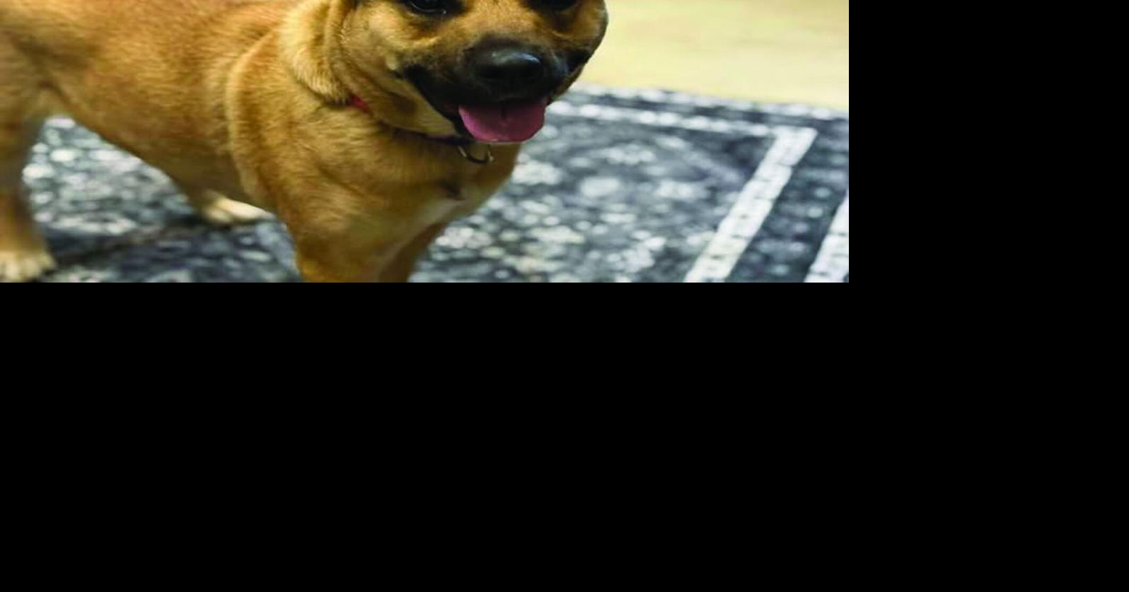 CNYSPCA  pet of the week: Lydia needs a home