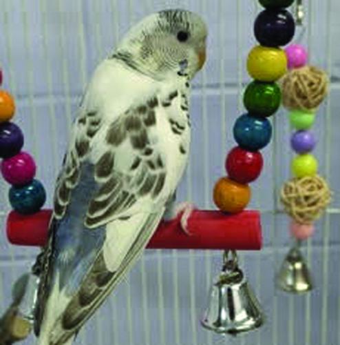 CNYSPCA Pet of the Week: Critters need homes, too