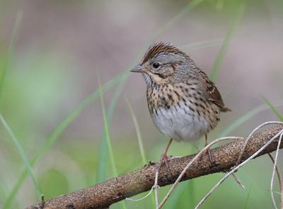 08252021 FEATHER - Lincoln's sparrow