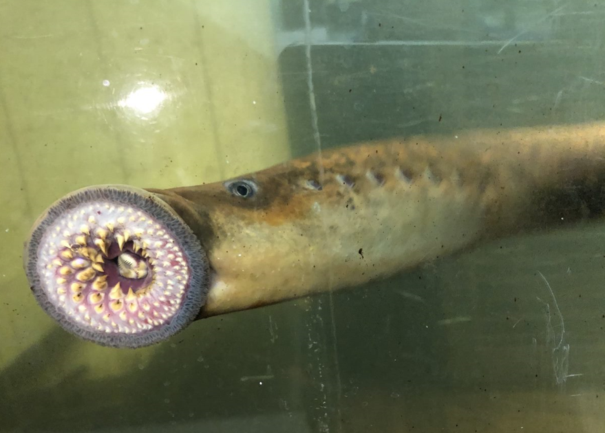 Do not disturb: Sea lamprey spawning | Ap | eagletimes.com