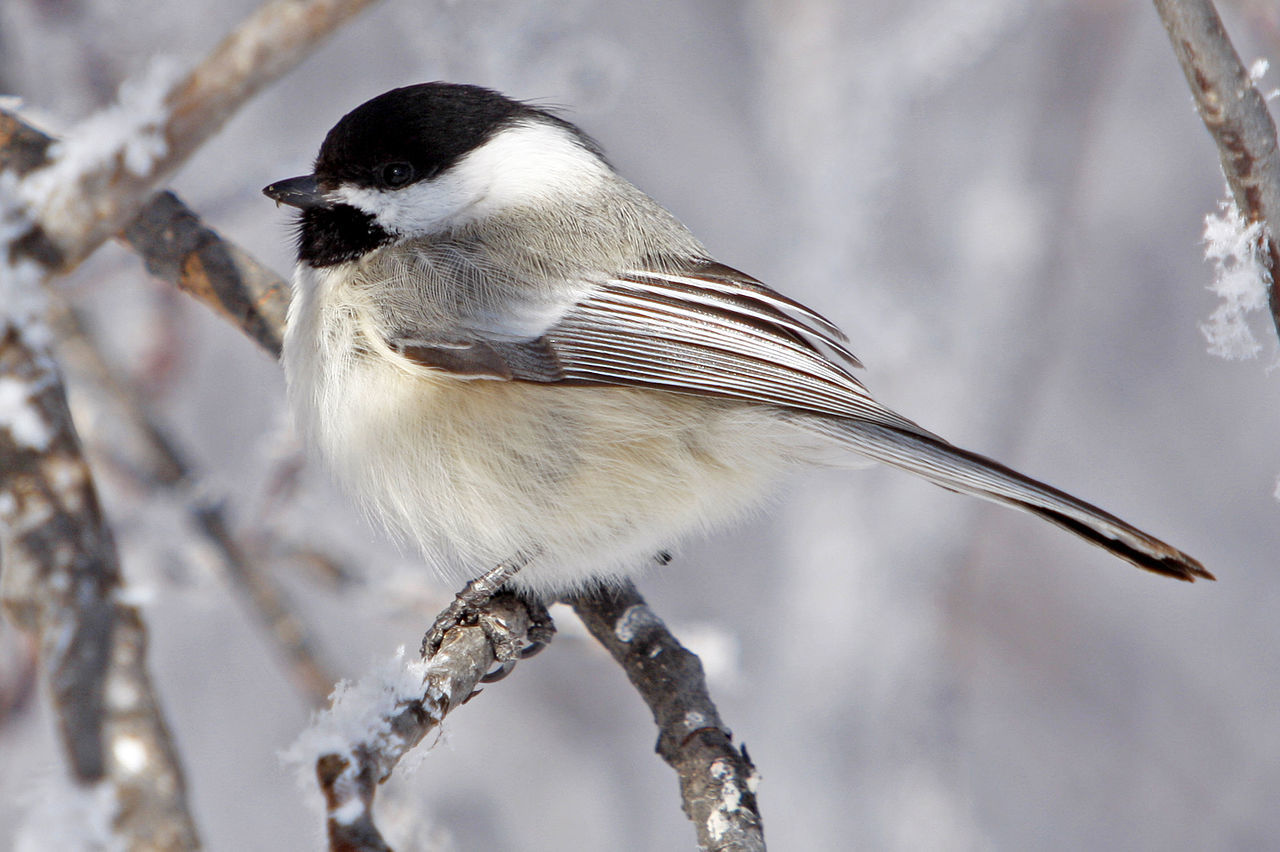 black-capped chickadee meaning