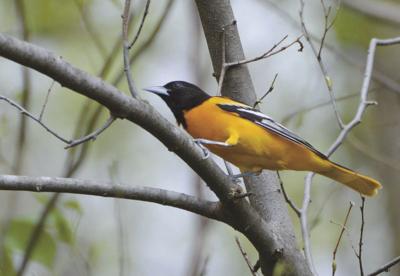 Oriole is an Old World family of passerine birds. Orange Songbird