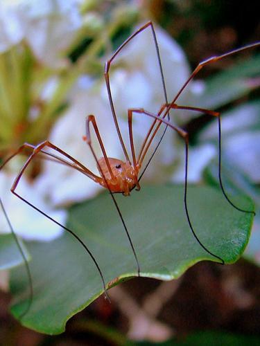 How scientists turned daddy longlegs into 'daddy shortlegs