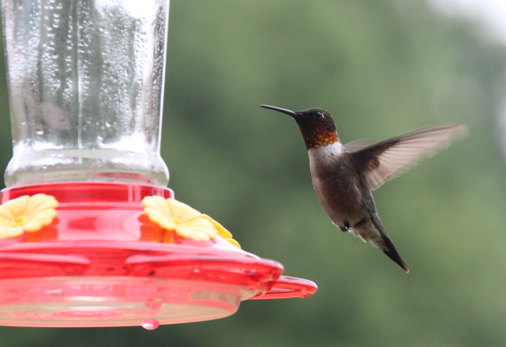 hummingbird feeder soy sauce