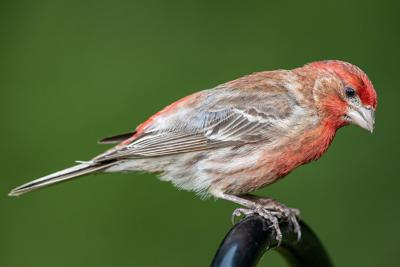 The House Finch A Native Exotic Lifestyles Eagletimes Com,Buy An Orchid Mantis Online