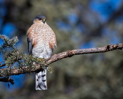 Sharp-shinned hawk Species Account