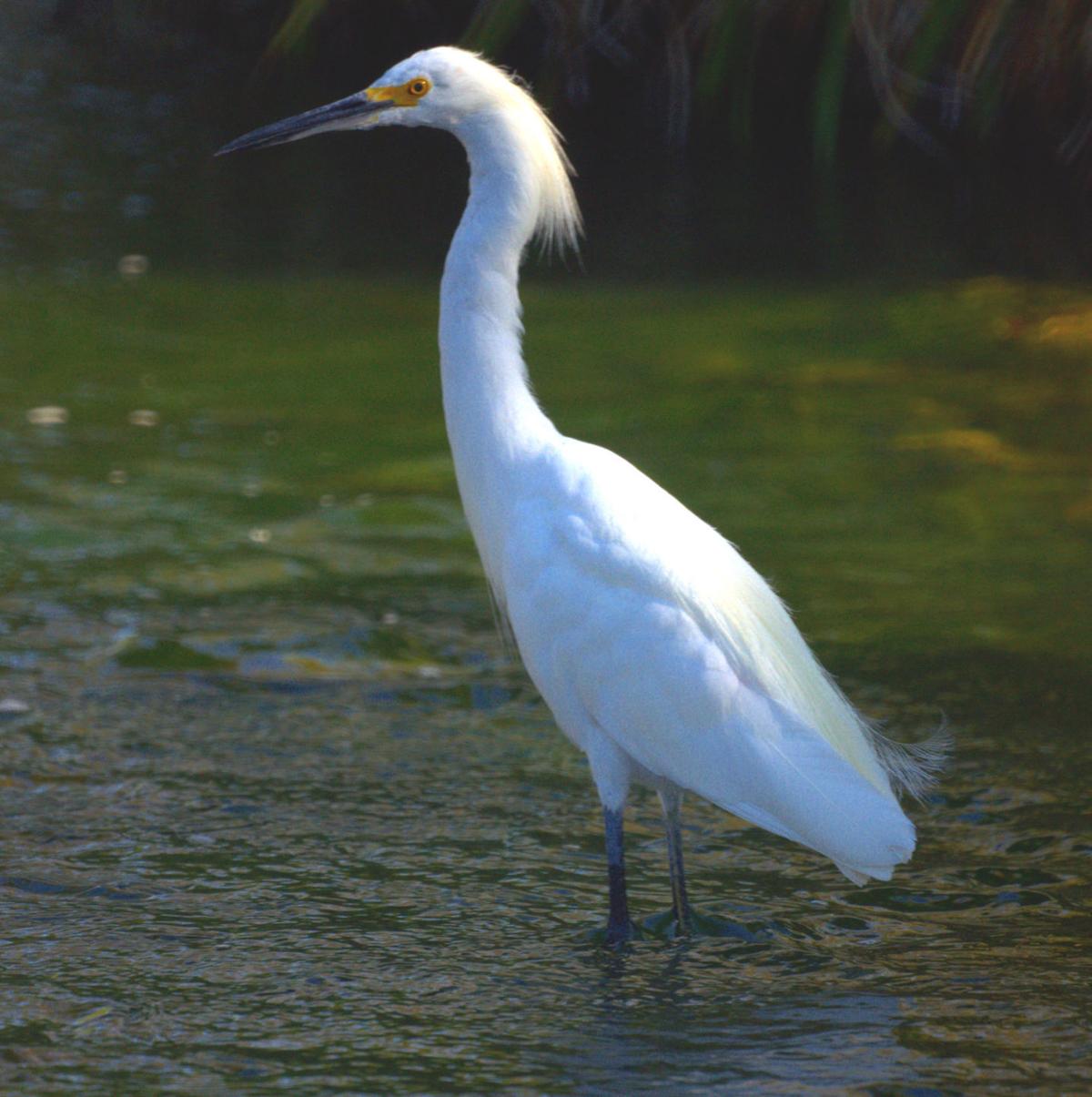 What exactly was that white heron of fiction fame? Lifestyles