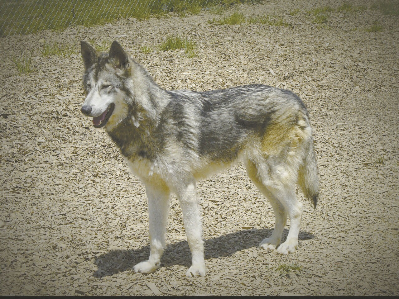 Regulating wolf-dog hybrids; rabies is 