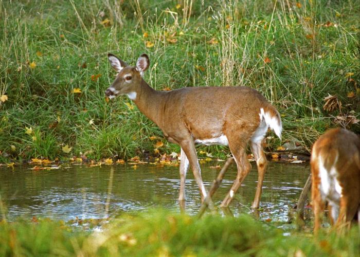 2022's Bountiful Harvest: Vermont Fish & Wildlife Discusses Deer