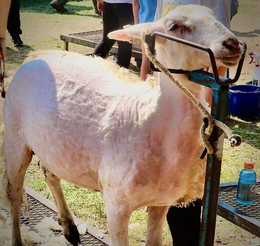 Cornish Fair Brought Families, Fun Together News