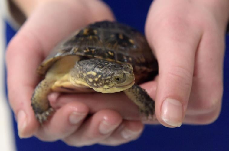 Hudson students give baby turtles a head start