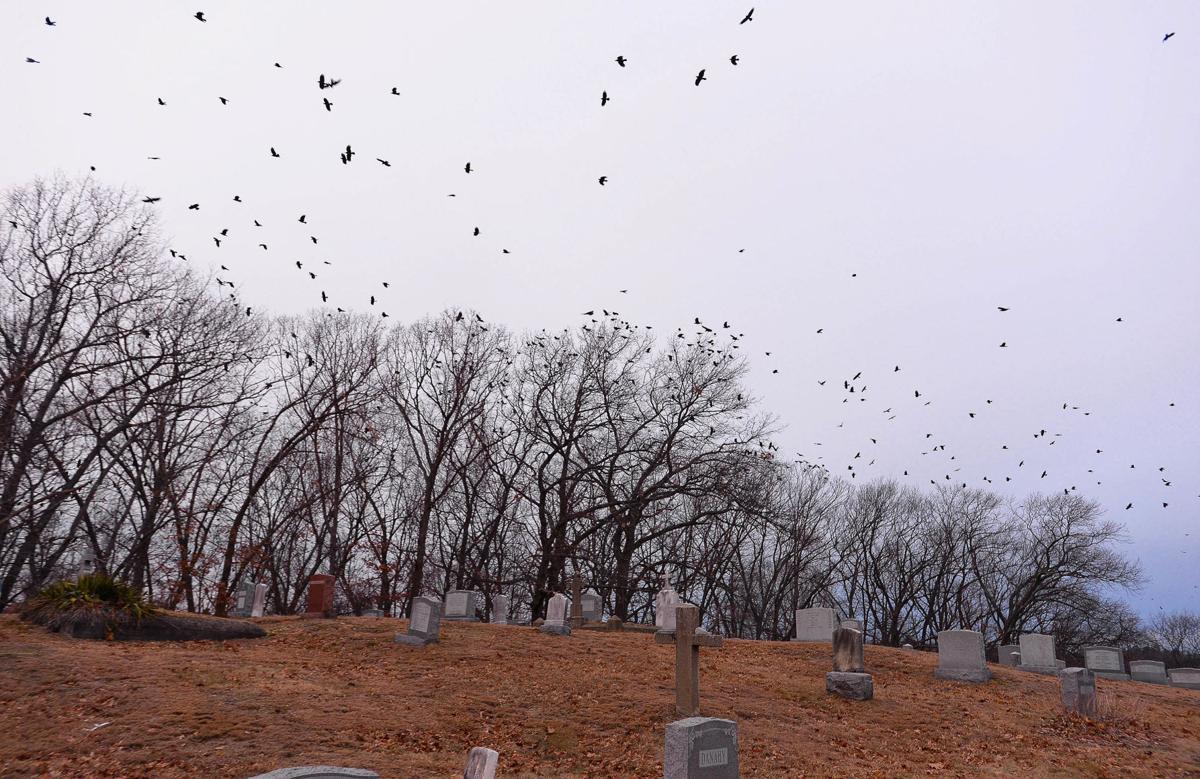 In Lawrence A Massive And Wily Flock Of Crows Delivers A Winter
