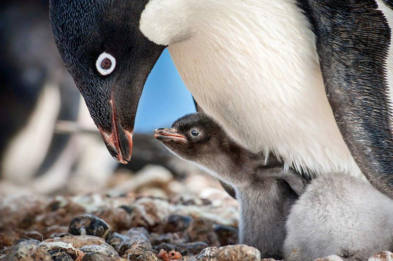 Movie review: 'Penguins' provides lessons in parenthood and Antarctic