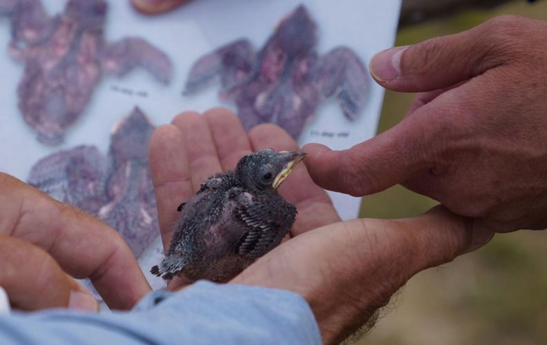 Checking the age of a hatchling