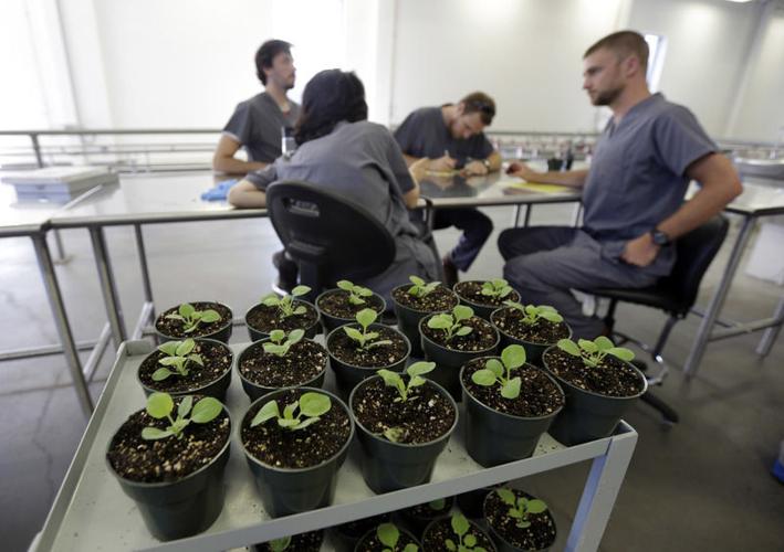 how to flush your system of tobacco How Long Does Weed Stay in the System After Quitting?