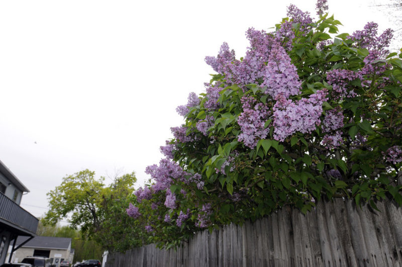Lilacs start to blossom in New Hampshire Local News
