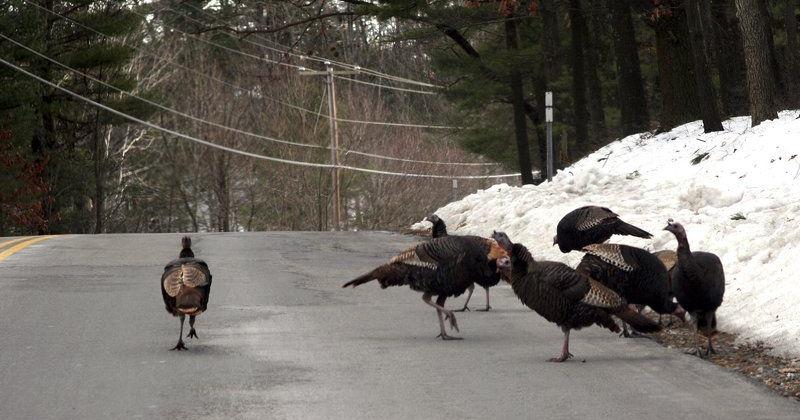 Keep an eye out for wild turkeys | New Hampshire | eagletribune.com