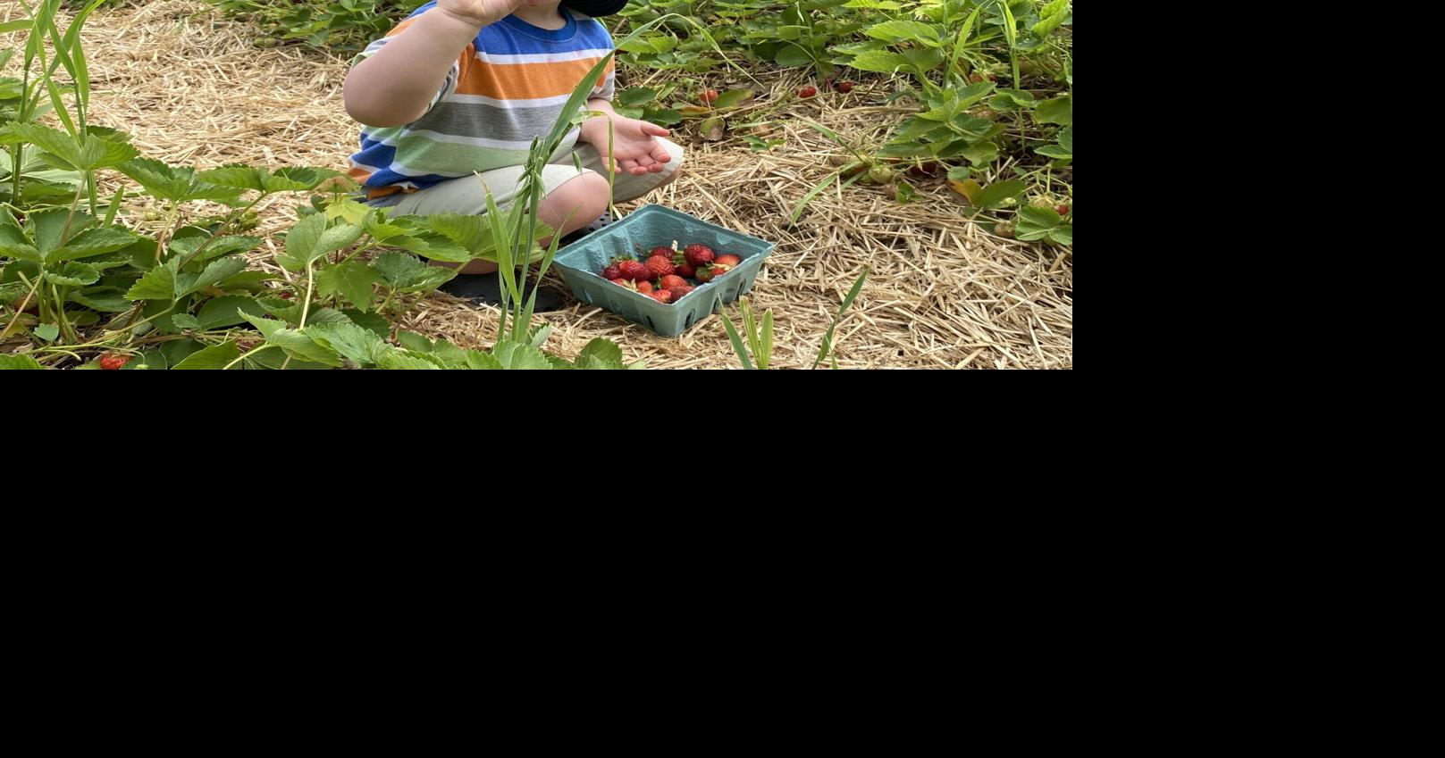 Farmers hopeful for strawberries despite drought