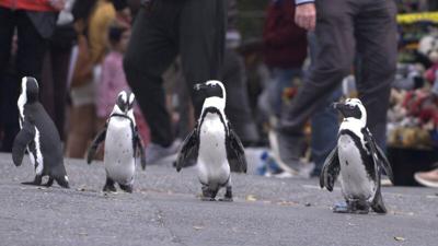 New Nests Help African Penguins Beat the Heat
