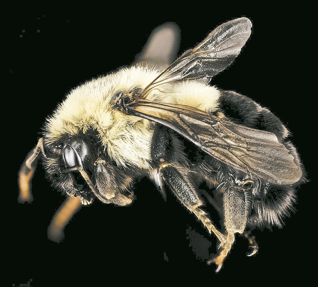 Researchers find new bee species in NH | New Hampshire | eagletribune.com