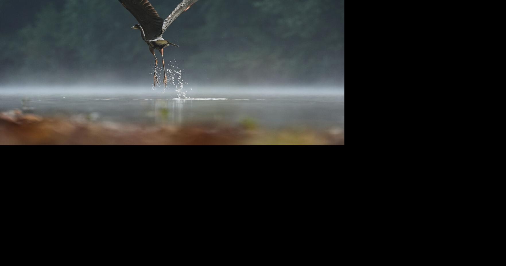 Climate warming, farming blamed for declining numbers of birds