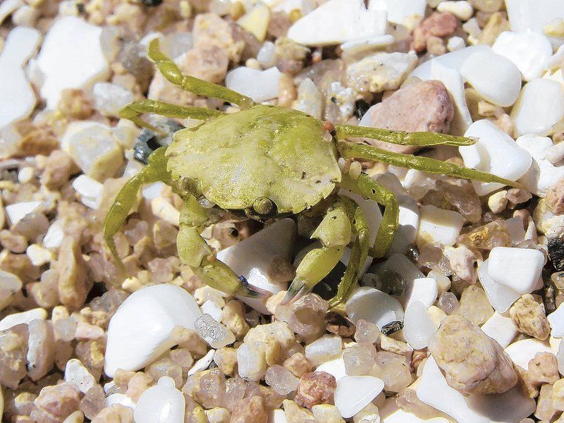 Fish buyer sees growing market for clameating green crabs Business
