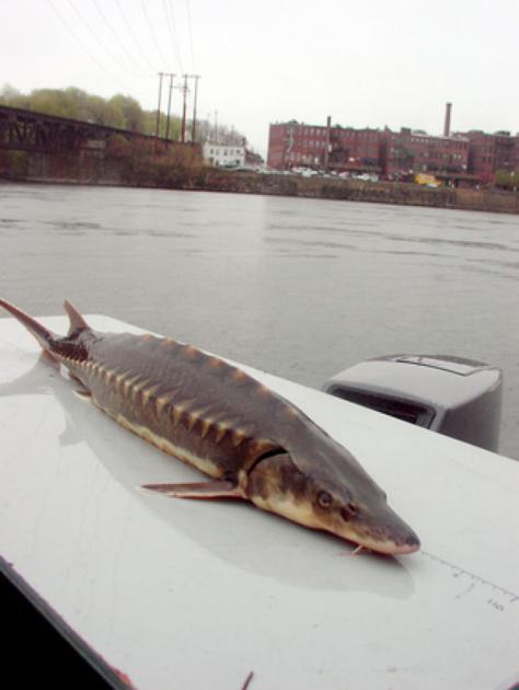 Sturgeon take surprise route from Maine to Merrimack River | Local News ...