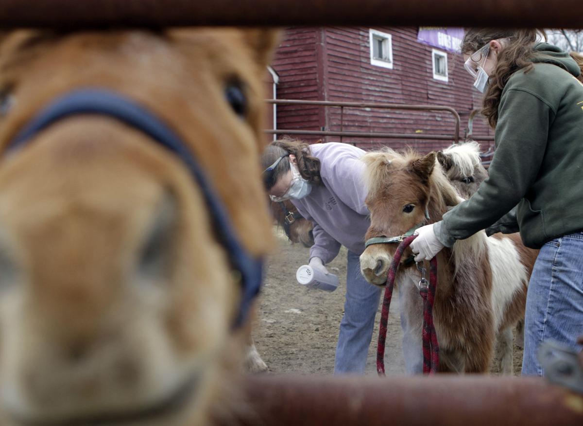 Photo Slideshow: Miniature Horses at Nevins Farm News eagletribune