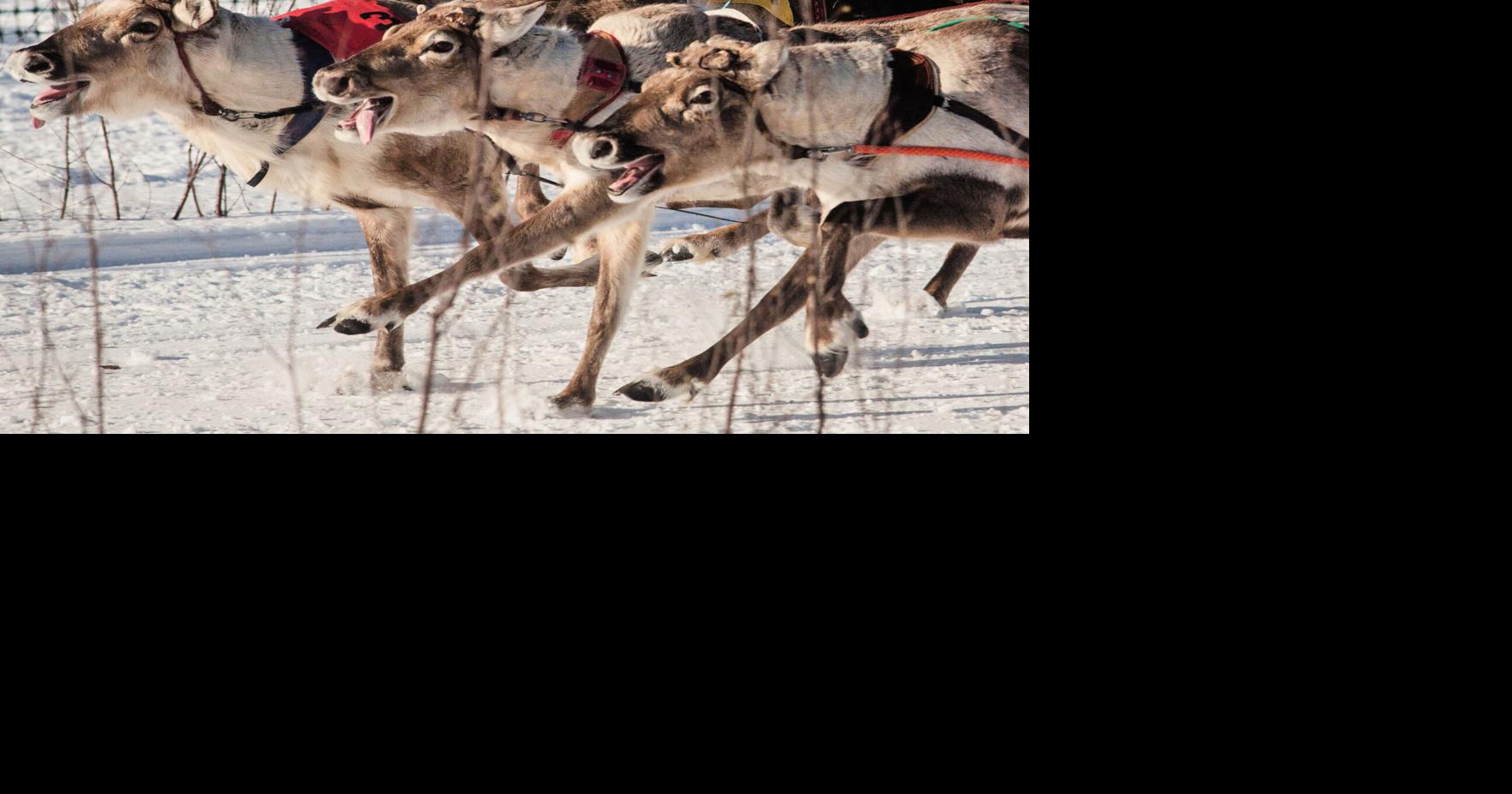 Photos show Salla Porocup reindeer sprint racing event in Finland