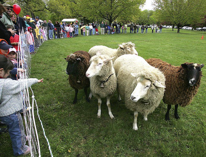 Sheep thrills Shearing festival set for Sunday Merrimack Valley
