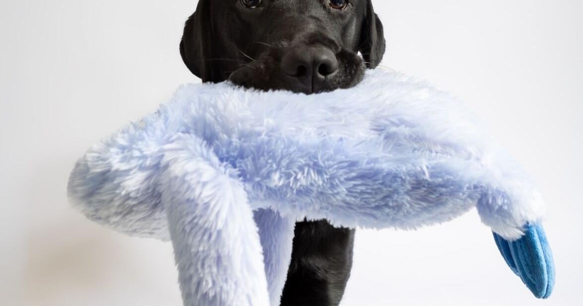 Welcome Max: K9 joins Haverhill Police's behavioral health unit