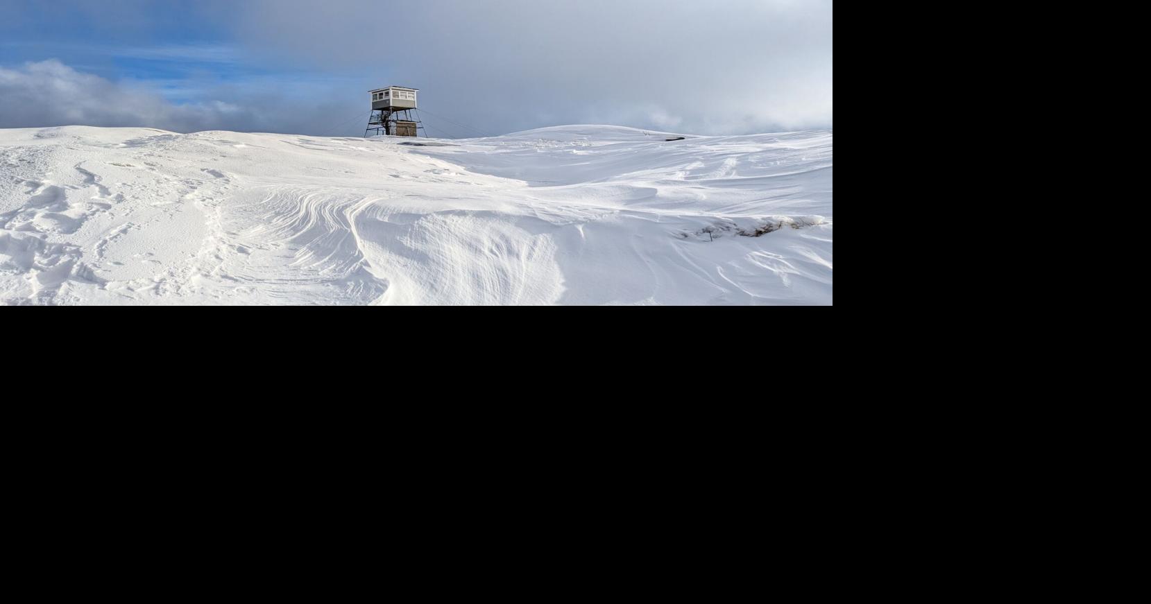 Imposing sentinel of the forest