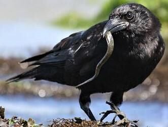 Bird's-eye View: Common or Fish Crows are smarter than we think | Lifestyle  