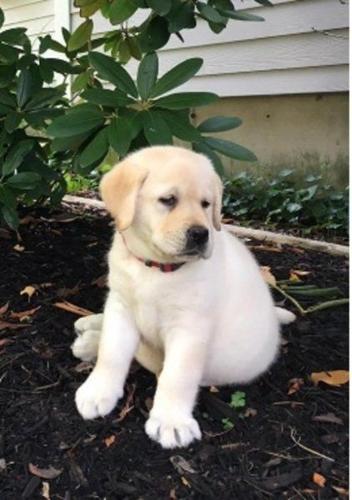 Puppy overdoses after ingesting opioid on morning walk ...