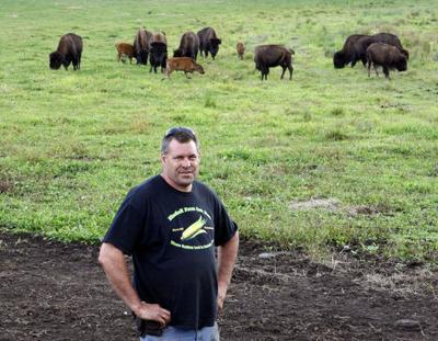 Coyotes Kill Buffalo At Farm Local News Eagletribune Com