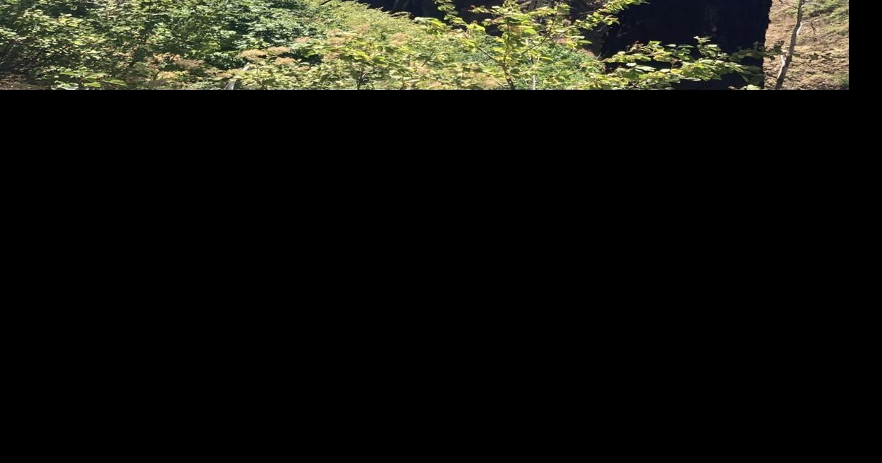 Abundant life in a blackened forest | Columns | eagletribune.com