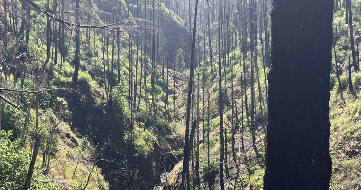Abundant life in a blackened forest | Columns | eagletribune.com