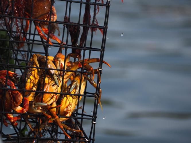 Crabs caught in a research trap