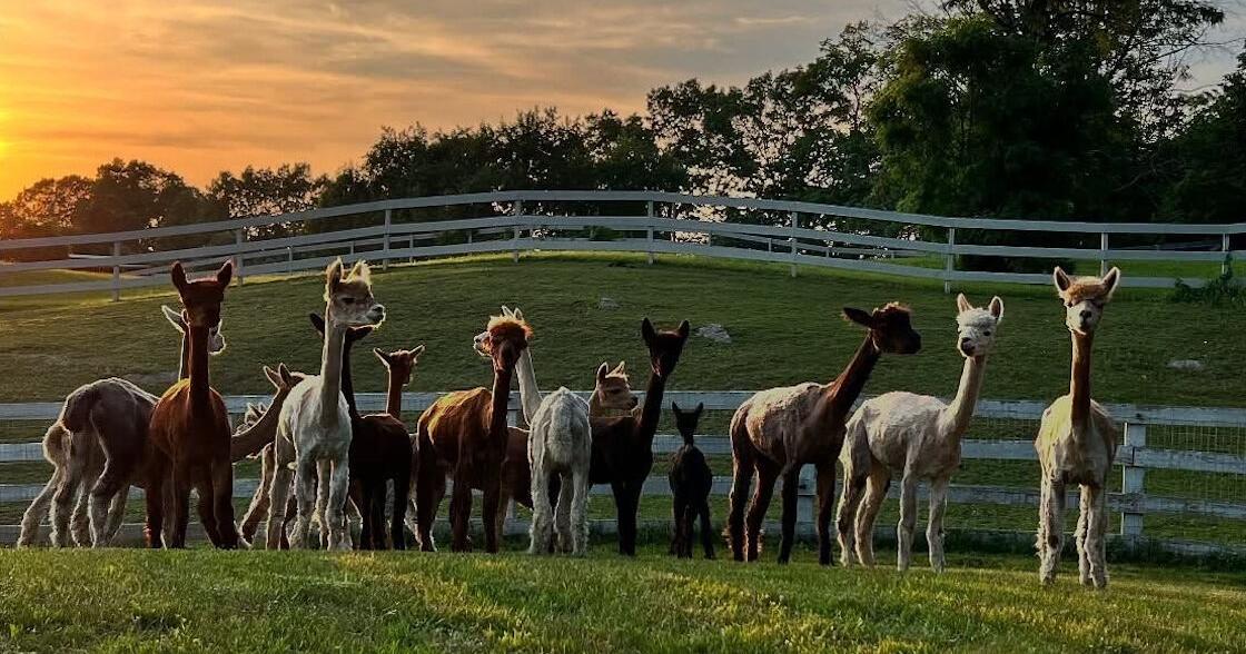 Alpaca herd proves popular Merrimack Valley