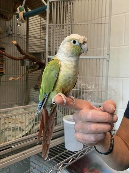 birds up for adoption