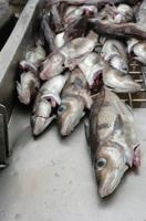 Haddock quota raised but long federal delays cause increasing frustrations