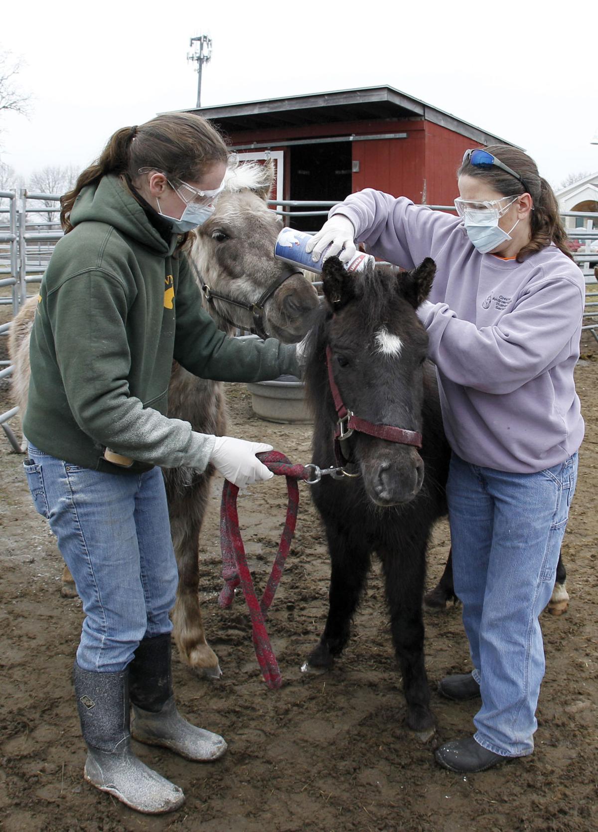 Photo Slideshow: Miniature Horses at Nevins Farm | News | eagletribune.com