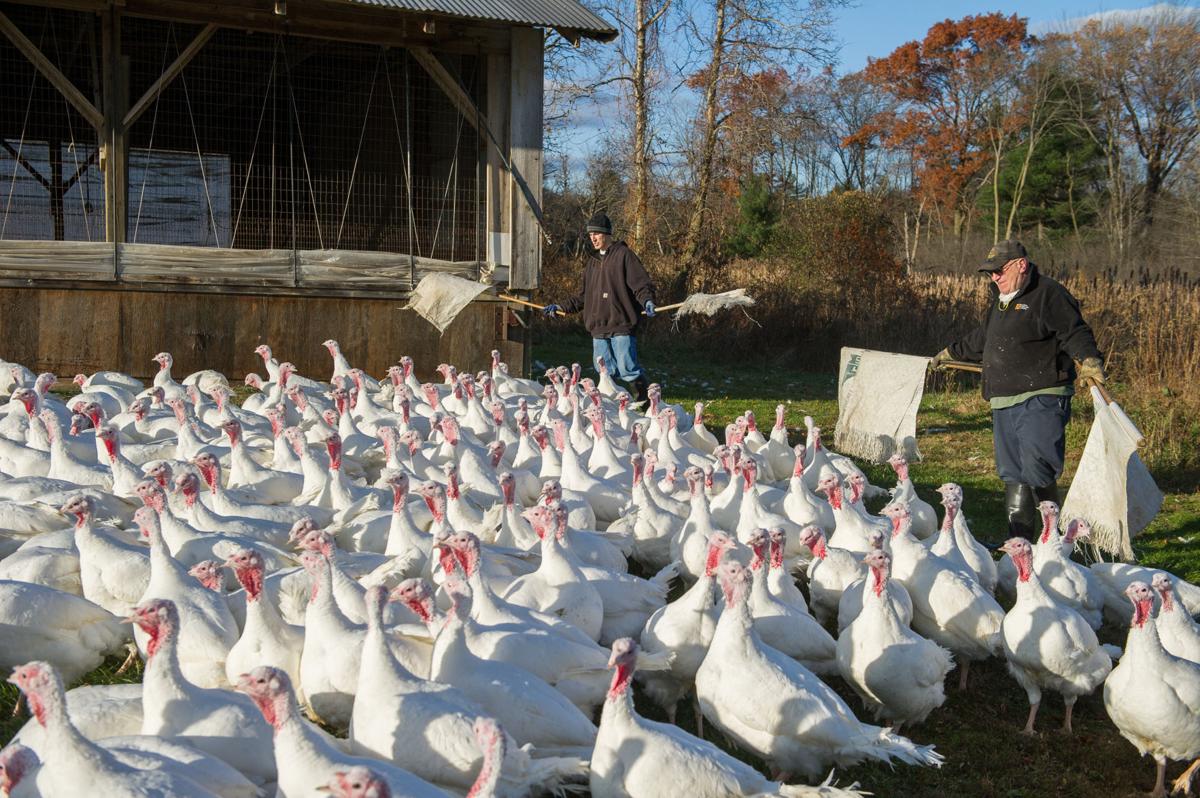Raymond's Turkey Farm